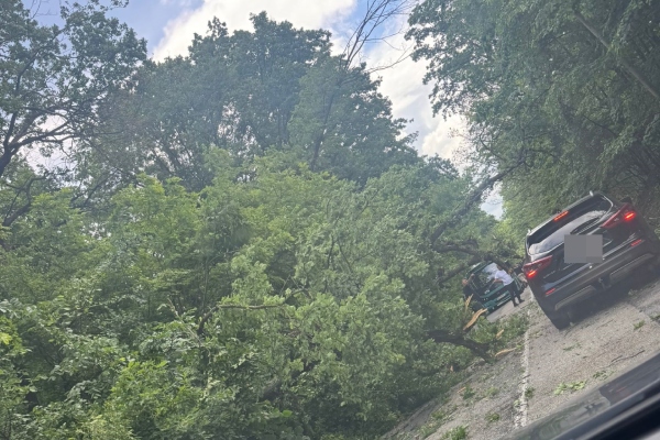 copac căzut pitești băbana copac căzut pitești băbana