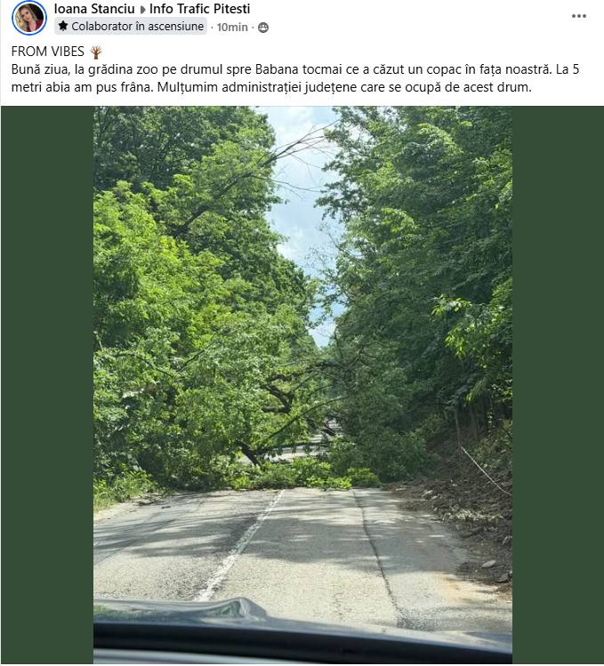 Pericol pe drumul spre Băbana! Un copac a căzut chiar în fața unei mașini 1 Mesajul postat de femeie copac căzut Băbana
