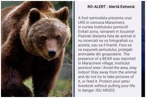 page - RO-ALERT după apariția unui urs la Institutul Pomicol din Mărăcineni. Ce decizie au luat autoritățile