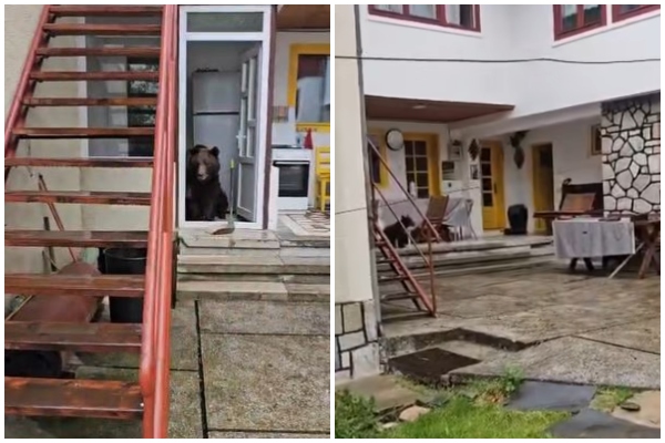 urși Bușteni