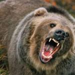 ursoaica - Alertă în Arefu! Turistă mușcată de urs