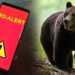 alertă urs Argeș Ro-Alert