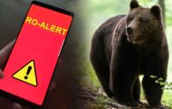 alertă urs Argeș Ro-Alert