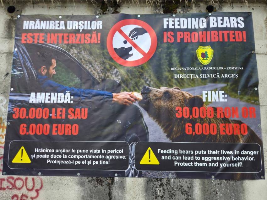 Turiști amendați pe Transfăgărășan după ce au hrănit urșii. Prefectul Sebastian Nedelcu: „Există încă persoane care nu înțeleg riscurile” 1 727490731 1599796302147785 8610206827874465341 n - Turiști amendați pe Transfăgărășan după ce au hrănit urșii. Prefectul Sebastian Nedelcu: „Există încă persoane care nu înțeleg riscurile”