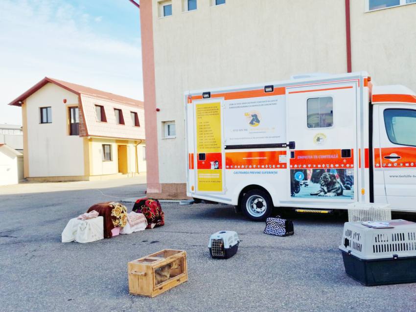 Bradu sterilizari