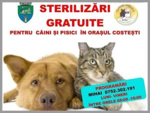 z 6 - Joi la Costești! Sterilizări gratuite pentru câini și pisici!
