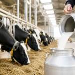 producatori lapte ecologic