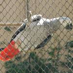 papagal zoo
