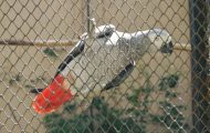papagal zoo