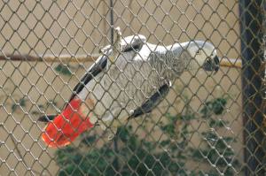 papagal zoo