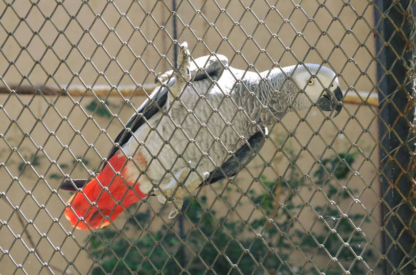 papagal zoo