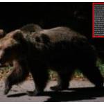 Alertă în Bughea de Jos! A fost semnalată prezența unui urs 10 Alerta in Bughea de Jos A fost semnalata prezenta unui urs - Alertă în Bughea de Jos! A fost semnalată prezența unui urs