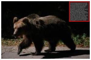 Alerta in Bughea de Jos A fost semnalata prezenta unui urs - Alertă în Bughea de Jos! A fost semnalată prezența unui urs