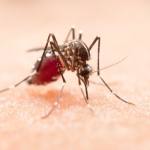 Pacient din Argeș, mort după infectarea cu virusul West Nile. Semnal de alarmă de la INSP 11 West Nile Argeș țânțar
