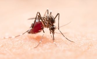 West Nile Argeș țânțar