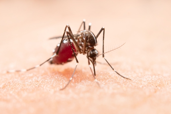 West Nile Argeș țânțar