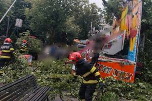 copac căzut doborât câmpulung