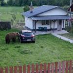 Alertă extremă în Bascov! Un urs a intrat în curtea unei locuințe și s-a plimbat printre case 13 urs Bascov