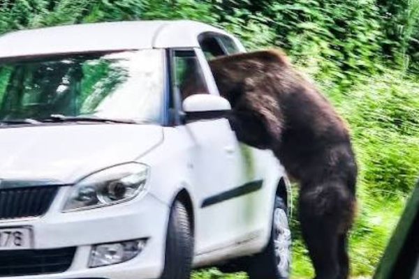 urs mașină Transfăgărășan