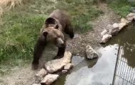 ursul generic zoo pitesti 2 Sursă foto: screenshot video Primăria Municipiului Pitești