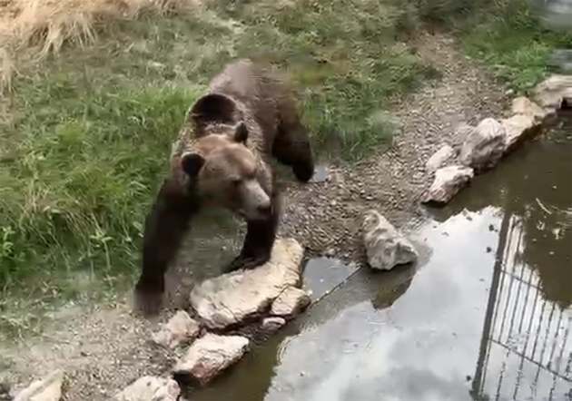 Sursă foto: screenshot video Primăria Municipiului Pitești