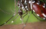 West Nile țânțar West Nile țânțar