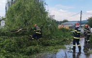 copac căzut stâlpeni