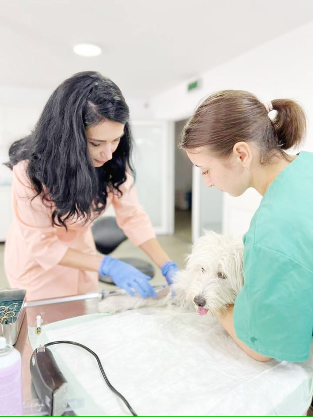 Campanie gratuitฤ de sterilizare a cรขinilor ศi a pisicilor รฎn comuna Bradu 1 sterilizari Bradu