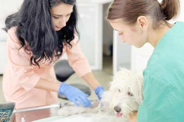 sterilizari Bradu