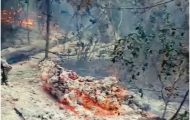 incendiu plauru