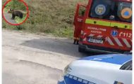 alertă urs Faget