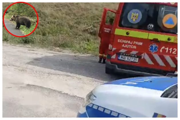 alertă urs Faget