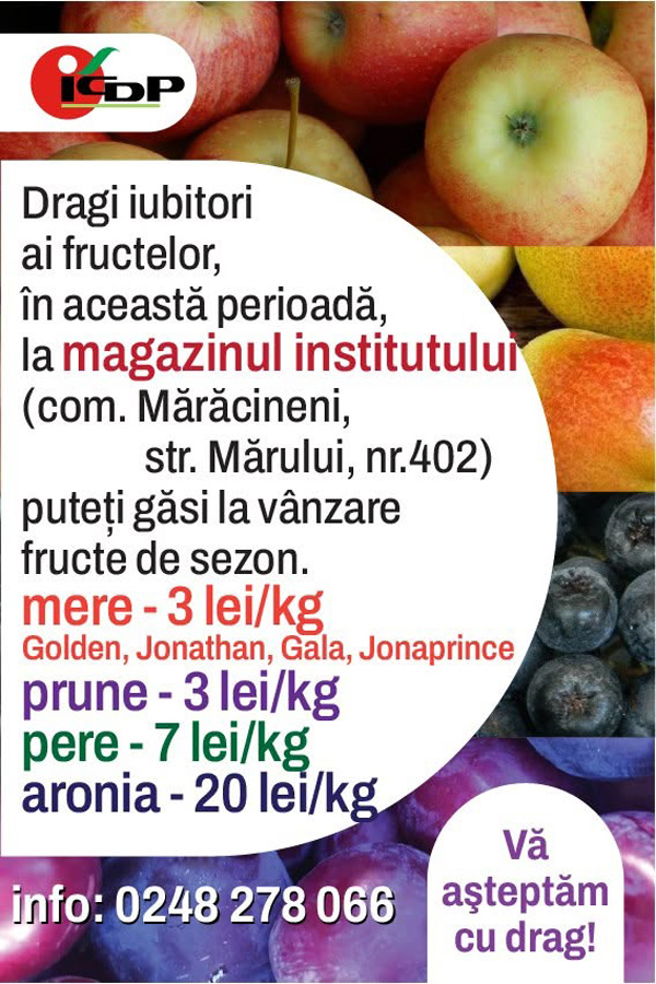 Sursă foto: Institutul de Cercetare-Dezvoltare pentru Pomicultură din Mărăcineni aronia