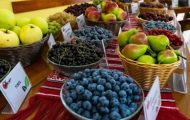 Sursă foto: Institutul de Cercetare-Dezvoltare pentru Pomicultură din Mărăcineni