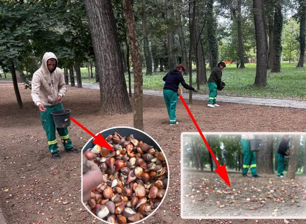 A început numărătoarea inversă pentru Simfonia Lalelelor 50: peste 121.000 de lalele prind rădăcini în Lunca Argeșului 3 Sursă foto: Colaj Ancheta/ FB Societatea Salpitflor Green SA