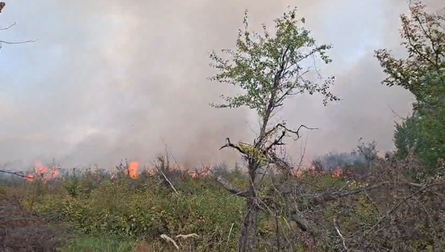 inceniu vedetatie Bogati inceniu vedetatie Bogati