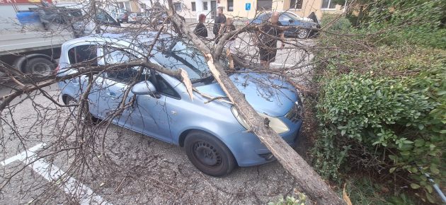 Incidente รฎn Piteศti. Copaci cฤzuศi pe autoturisme! 1 whatsapp image 2026 09 21 at 18.08.30 - Incidente รฎn Piteศti. Copaci cฤzuศi pe autoturisme!