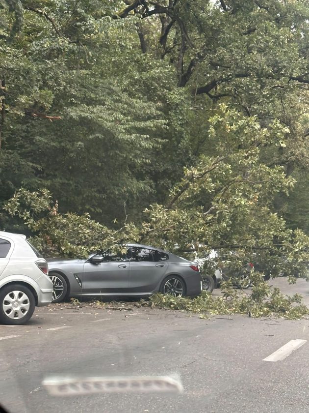 Incidente รฎn Piteศti. Copaci cฤzuศi pe autoturisme! 3 whatsapp image 2026 09 21 at 18.33.36 1 - Incidente รฎn Piteศti. Copaci cฤzuศi pe autoturisme!