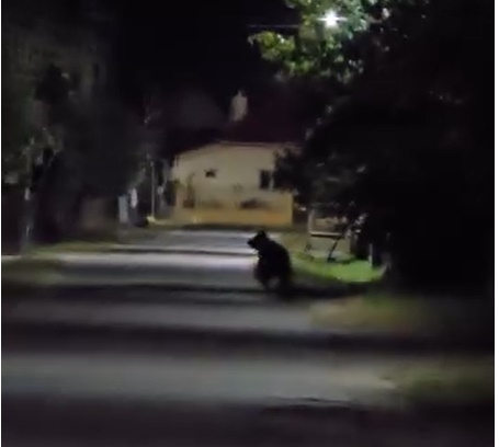 Urși semnalați în 4 localități din Argeș