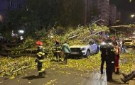 Copac căzut peste mașini în București