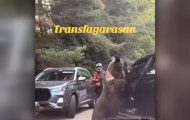 urs Transfăgărășan
