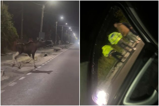 Accident cu elan la Mărăcineni! Ieri a fost ursul! Gradina zoologica a ieșit în trafic! 1 Accident cu elan la Mărăcineni!