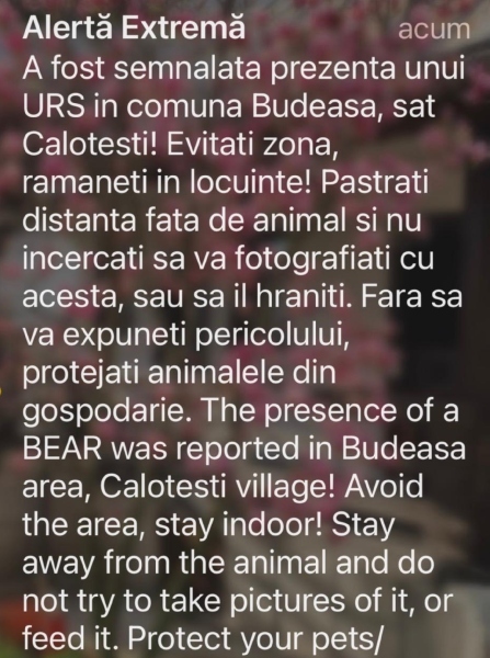 alertă urs budeasa