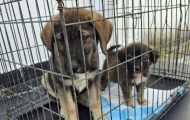 O nouă campanie de sterilizare la Curtea de Argeș